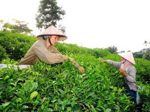 Thu hoạch chè búp tươi.